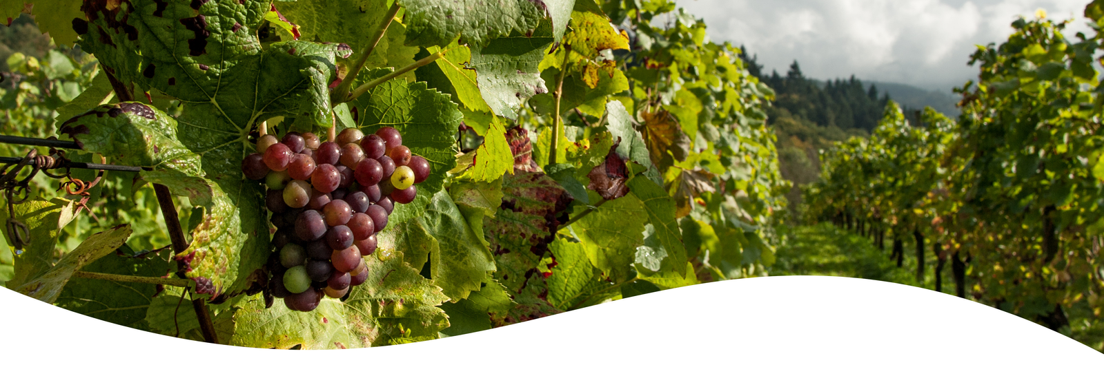 Cover Photo - Central Valley grapes on the vine